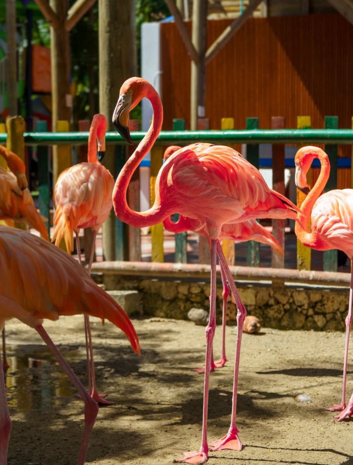 Flamencos rosados en Lizamar